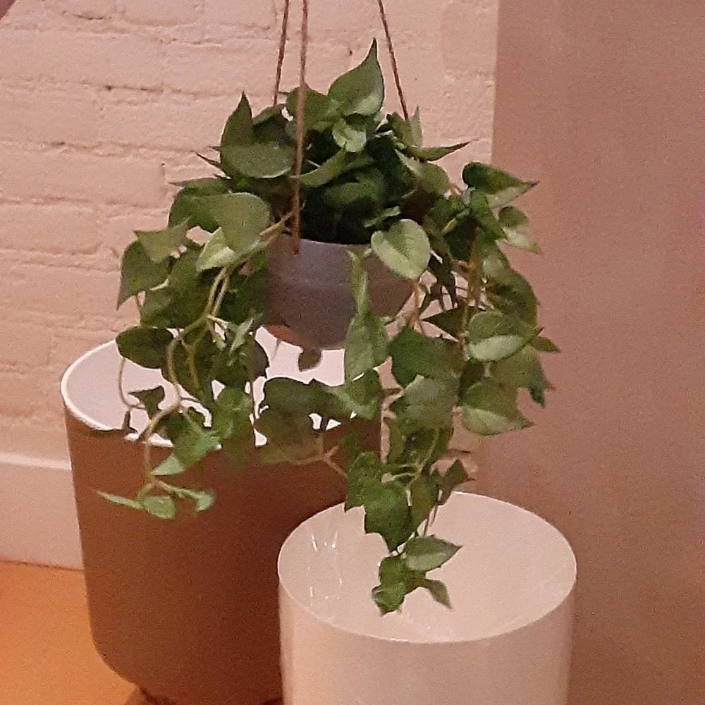 Faux Plant - set of two - NWOT